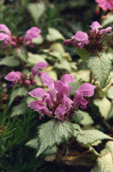 Lamium maculatum 'Beacon Silver' en fleurs dans un sous-bois frais et ombragé